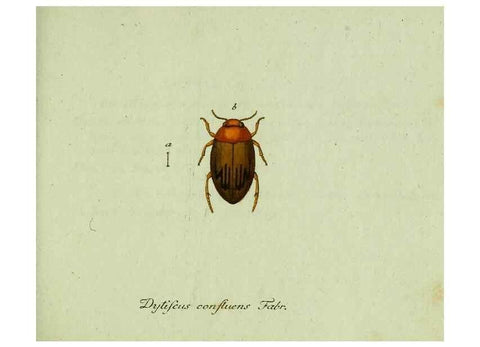 Reproducción/Reproduction 36204164912: Favnae insectorvm Germanicae initia, oder, Deutschlands Insecten /. Nürnberg :In den Felseckerschen Buchhandlung,1796-1813.