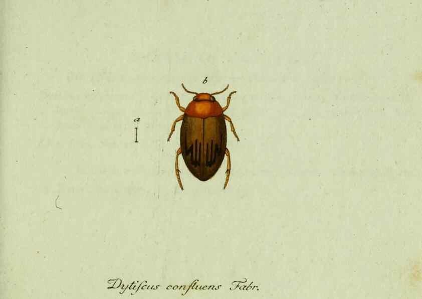 Reproducción/Reproduction 36204164912: Favnae insectorvm Germanicae initia, oder, Deutschlands Insecten /. Nürnberg :In den Felseckerschen Buchhandlung,1796-1813.