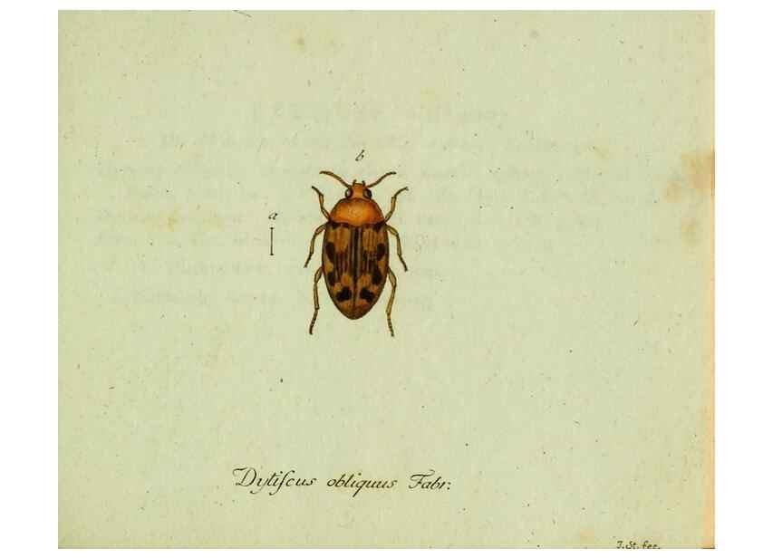 Reproducción/Reproduction 36204167372: Favnae insectorvm Germanicae initia, oder, Deutschlands Insecten /. Nürnberg :In den Felseckerschen Buchhandlung,1796-1813.