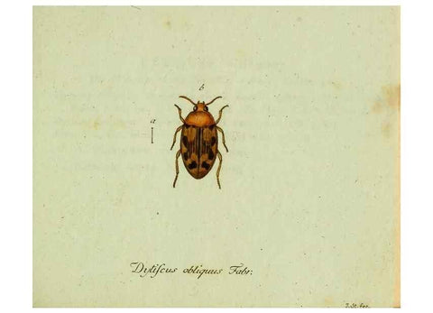 Reproducción/Reproduction 36204167372: Favnae insectorvm Germanicae initia, oder, Deutschlands Insecten /. Nürnberg :In den Felseckerschen Buchhandlung,1796-1813.