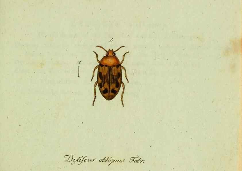 Reproducción/Reproduction 36204167372: Favnae insectorvm Germanicae initia, oder, Deutschlands Insecten /. Nürnberg :In den Felseckerschen Buchhandlung,1796-1813.