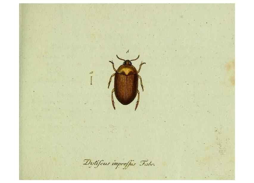 Reproducción/Reproduction 35975562990: Favnae insectorvm Germanicae initia, oder, Deutschlands Insecten /. Nürnberg :In den Felseckerschen Buchhandlung,1796-1813.