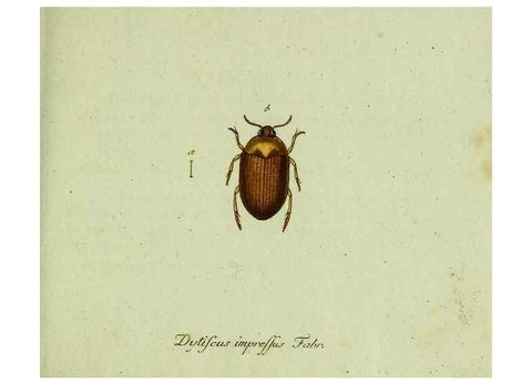 Reproducción/Reproduction 35975562990: Favnae insectorvm Germanicae initia, oder, Deutschlands Insecten /. Nürnberg :In den Felseckerschen Buchhandlung,1796-1813.