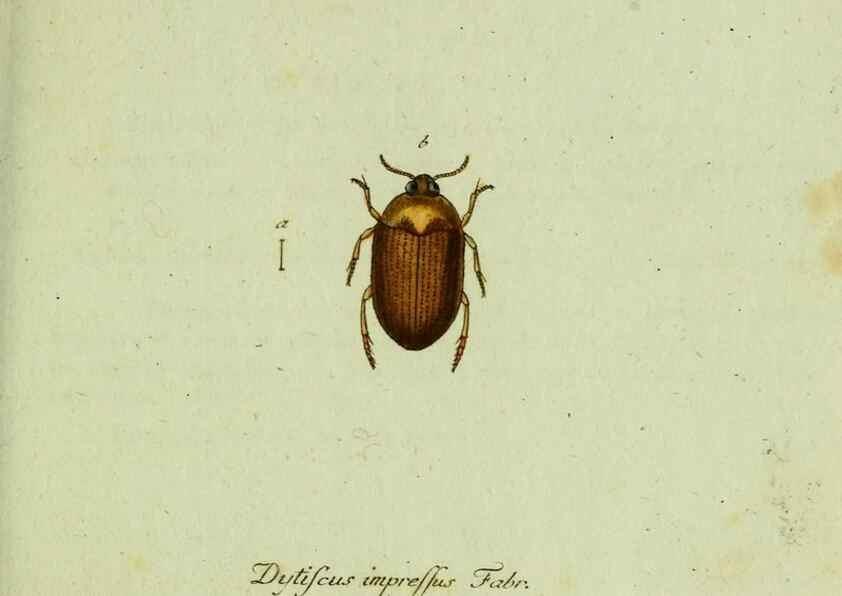Reproducción/Reproduction 35975562990: Favnae insectorvm Germanicae initia, oder, Deutschlands Insecten /. Nürnberg :In den Felseckerschen Buchhandlung,1796-1813.