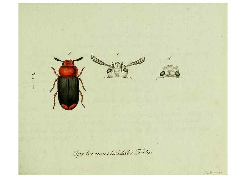 Reproducción/Reproduction 36327642196: Favnae insectorvm Germanicae initia, oder, Deutschlands Insecten /. Nürnberg :In den Felseckerschen Buchhandlung,1796-1813.