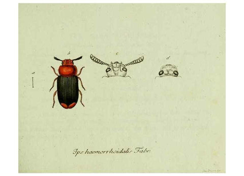 Reproducción/Reproduction 36327642196: Favnae insectorvm Germanicae initia, oder, Deutschlands Insecten /. Nürnberg :In den Felseckerschen Buchhandlung,1796-1813.