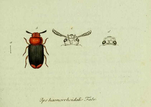 Reproducción/Reproduction 36327642196: Favnae insectorvm Germanicae initia, oder, Deutschlands Insecten /. Nürnberg :In den Felseckerschen Buchhandlung,1796-1813.