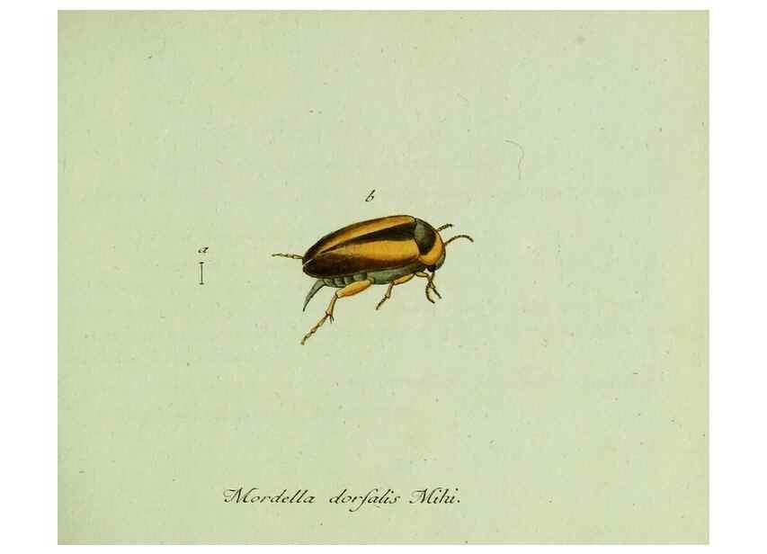 Reproducción/Reproduction 36327641586: Favnae insectorvm Germanicae initia, oder, Deutschlands Insecten /. Nürnberg :In den Felseckerschen Buchhandlung,1796-1813.