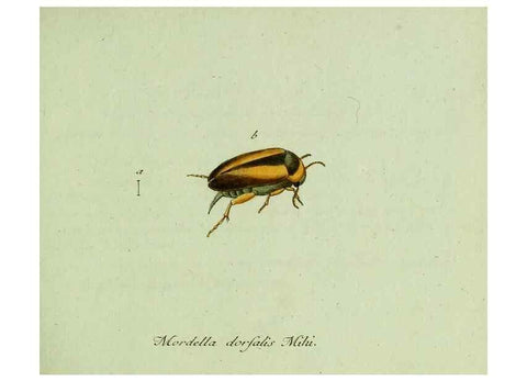 Reproducción/Reproduction 36327641586: Favnae insectorvm Germanicae initia, oder, Deutschlands Insecten /. Nürnberg :In den Felseckerschen Buchhandlung,1796-1813.