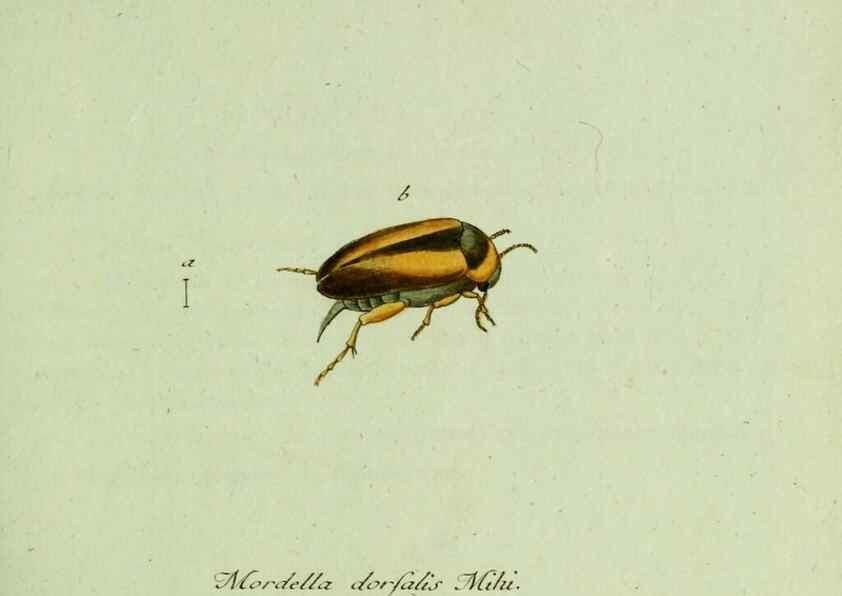 Reproducción/Reproduction 36327641586: Favnae insectorvm Germanicae initia, oder, Deutschlands Insecten /. Nürnberg :In den Felseckerschen Buchhandlung,1796-1813.