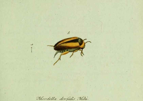 Reproducción/Reproduction 36327641586: Favnae insectorvm Germanicae initia, oder, Deutschlands Insecten /. Nürnberg :In den Felseckerschen Buchhandlung,1796-1813.