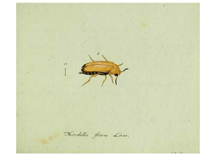 Reproducción/Reproduction 36327640936: Favnae insectorvm Germanicae initia, oder, Deutschlands Insecten /. Nürnberg :In den Felseckerschen Buchhandlung,1796-1813.