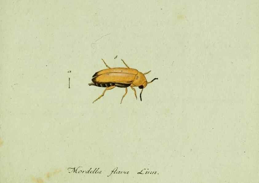 Reproducción/Reproduction 36327640936: Favnae insectorvm Germanicae initia, oder, Deutschlands Insecten /. Nürnberg :In den Felseckerschen Buchhandlung,1796-1813.