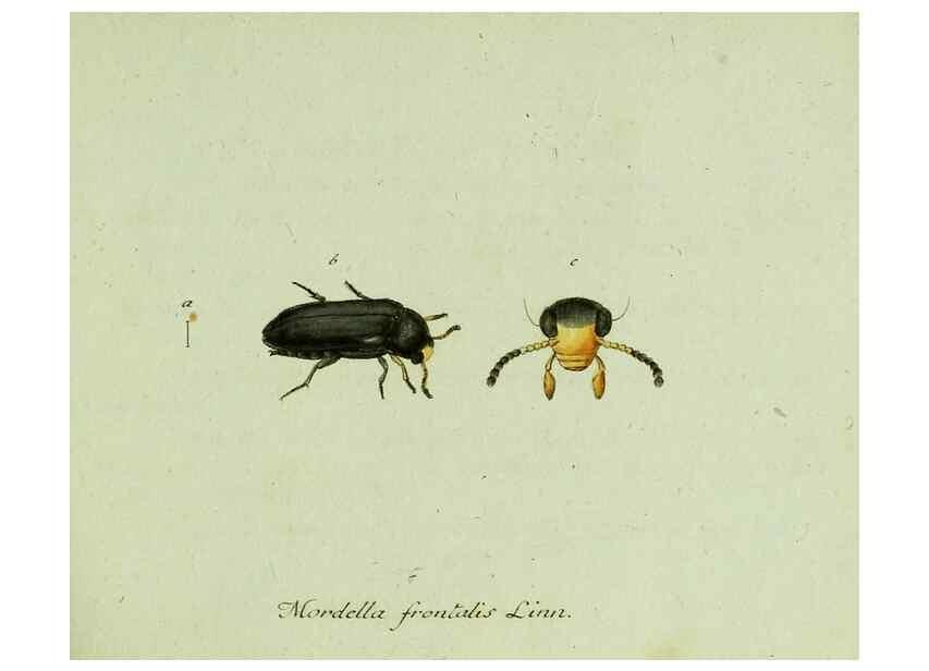 Reproducción/Reproduction 36327640246: Favnae insectorvm Germanicae initia, oder, Deutschlands Insecten /. Nürnberg :In den Felseckerschen Buchhandlung,1796-1813.