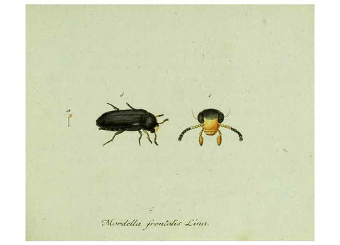 Reproducción/Reproduction 36327640246: Favnae insectorvm Germanicae initia, oder, Deutschlands Insecten /. Nürnberg :In den Felseckerschen Buchhandlung,1796-1813.