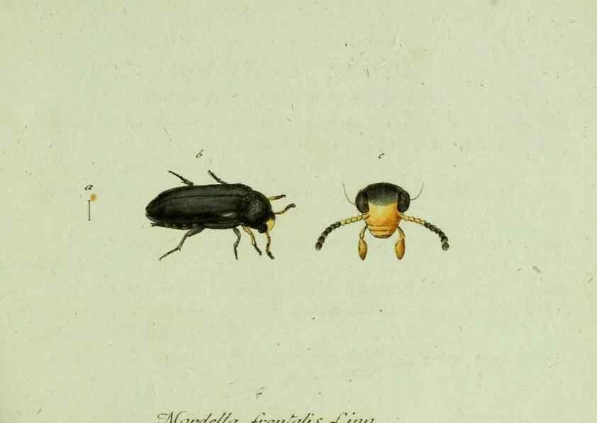 Reproducción/Reproduction 36327640246: Favnae insectorvm Germanicae initia, oder, Deutschlands Insecten /. Nürnberg :In den Felseckerschen Buchhandlung,1796-1813.