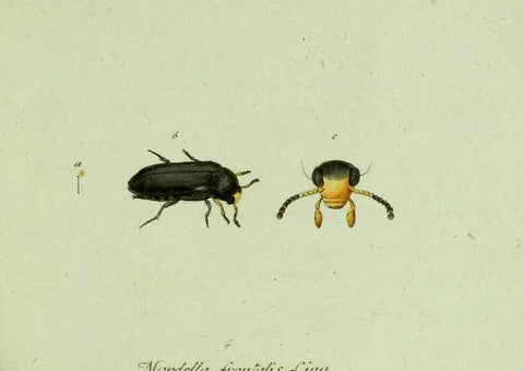 Reproducción/Reproduction 36327640246: Favnae insectorvm Germanicae initia, oder, Deutschlands Insecten /. Nürnberg :In den Felseckerschen Buchhandlung,1796-1813.
