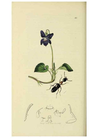 Reproducción/Reproduction 36325474546: British entomology :. London,Printed for the author,1823-1840 [i.e. 1840].