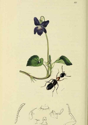 Reproducción/Reproduction 36325474546: British entomology :. London,Printed for the author,1823-1840 [i.e. 1840].