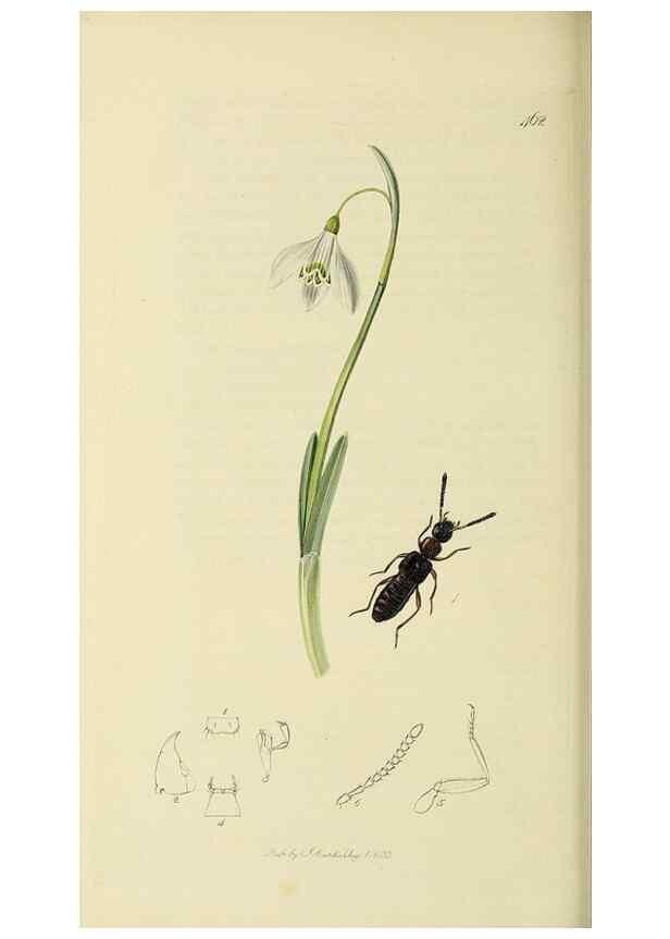Reproducción/Reproduction 36370295275: British entomology :. London,Printed for the author,1823-1840 [i.e. 1840].