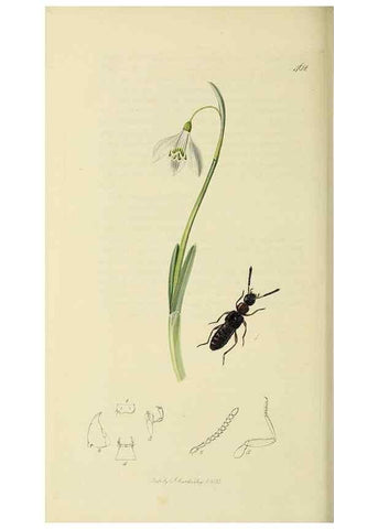 Reproducción/Reproduction 36370295275: British entomology :. London,Printed for the author,1823-1840 [i.e. 1840].