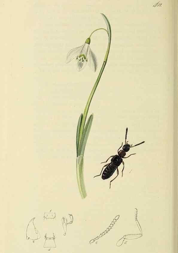 Reproducción/Reproduction 36370295275: British entomology :. London,Printed for the author,1823-1840 [i.e. 1840].