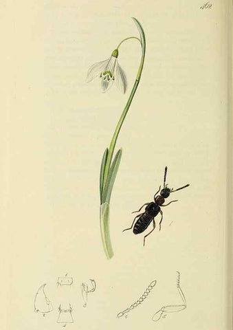 Reproducción/Reproduction 36370295275: British entomology :. London,Printed for the author,1823-1840 [i.e. 1840].