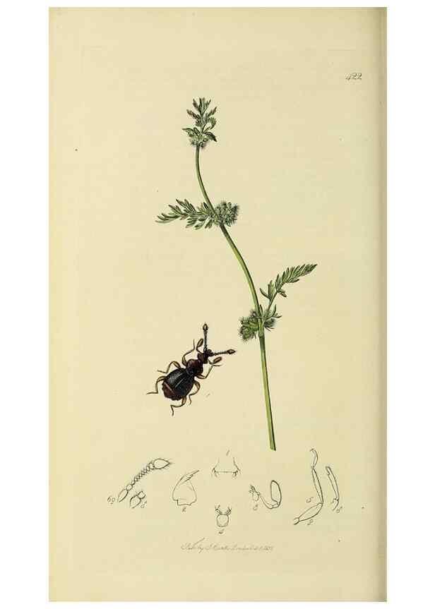 Reproducción/Reproduction 36325478456: British entomology :. London,Printed for the author,1823-1840 [i.e. 1840].