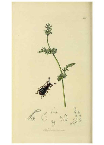 Reproducción/Reproduction 36325478456: British entomology :. London,Printed for the author,1823-1840 [i.e. 1840].