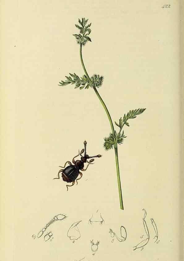 Reproducción/Reproduction 36325478456: British entomology :. London,Printed for the author,1823-1840 [i.e. 1840].