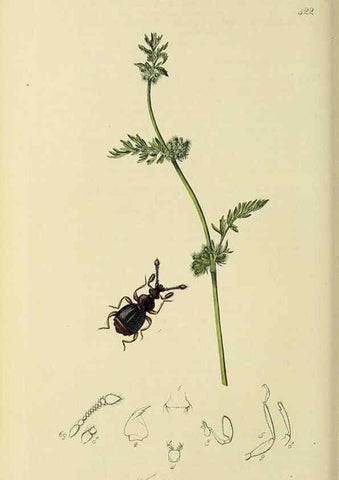 Reproducción/Reproduction 36325478456: British entomology :. London,Printed for the author,1823-1840 [i.e. 1840].