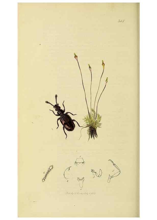 Reproducción/Reproduction 36325480056: British entomology :. London,Printed for the author,1823-1840 [i.e. 1840].