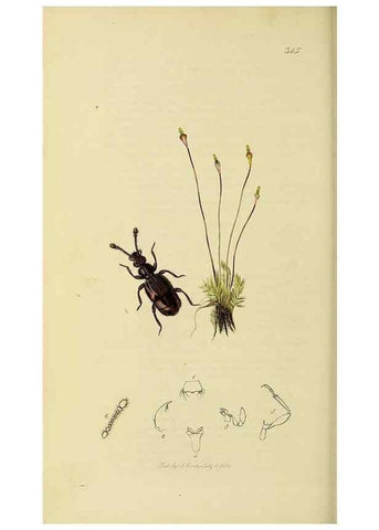 Reproducción/Reproduction 36325480056: British entomology :. London,Printed for the author,1823-1840 [i.e. 1840].