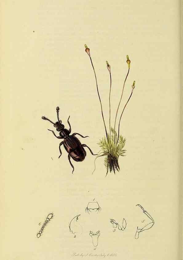 Reproducción/Reproduction 36325480056: British entomology :. London,Printed for the author,1823-1840 [i.e. 1840].