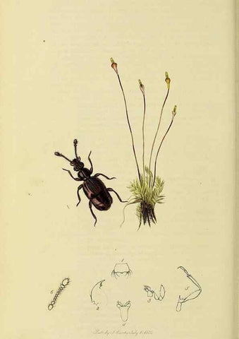 Reproducción/Reproduction 36325480056: British entomology :. London,Printed for the author,1823-1840 [i.e. 1840].