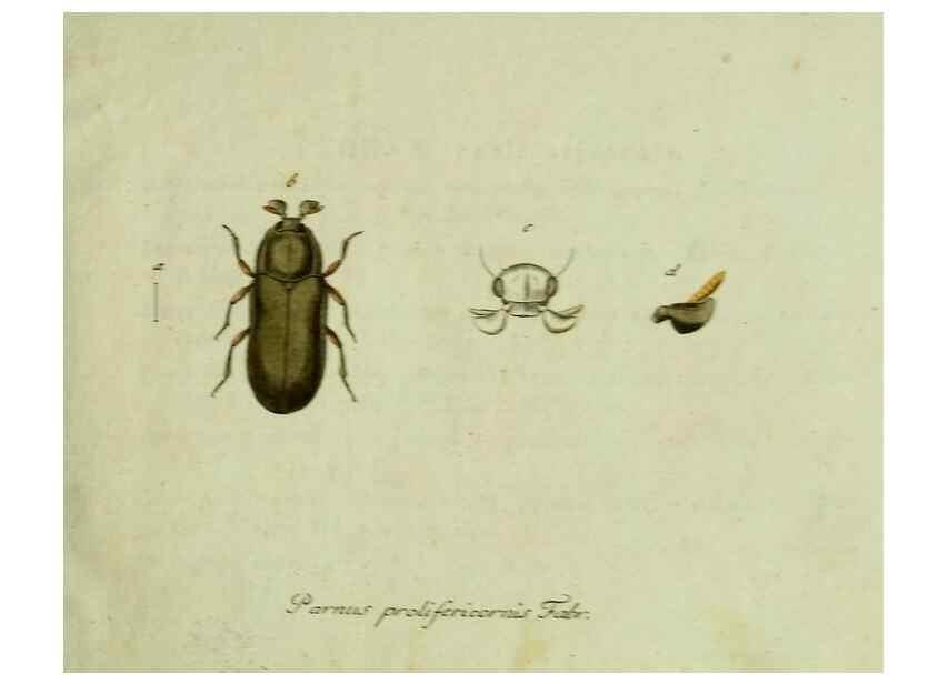 Reproducción/Reproduction 35536537534: Favnae insectorvm Germanicae initia, oder, Deutschlands Insecten /. Nürnberg :In den Felseckerschen Buchhandlung,1796-1813.