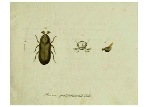 Reproducción/Reproduction 35536537534: Favnae insectorvm Germanicae initia, oder, Deutschlands Insecten /. Nürnberg :In den Felseckerschen Buchhandlung,1796-1813.
