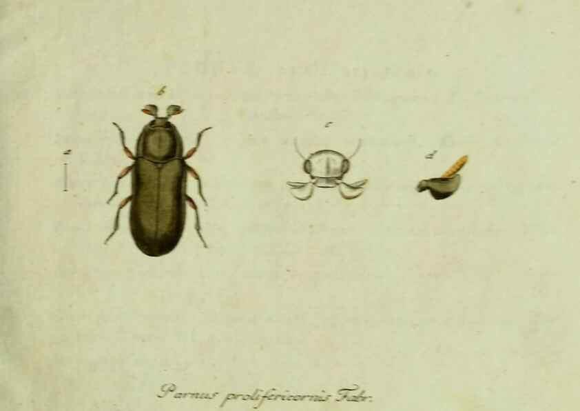 Reproducción/Reproduction 35536537534: Favnae insectorvm Germanicae initia, oder, Deutschlands Insecten /. Nürnberg :In den Felseckerschen Buchhandlung,1796-1813.