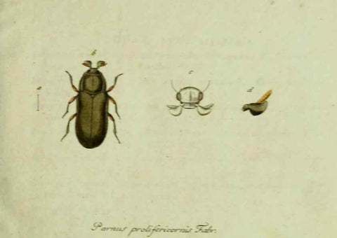 Reproducción/Reproduction 35536537534: Favnae insectorvm Germanicae initia, oder, Deutschlands Insecten /. Nürnberg :In den Felseckerschen Buchhandlung,1796-1813.