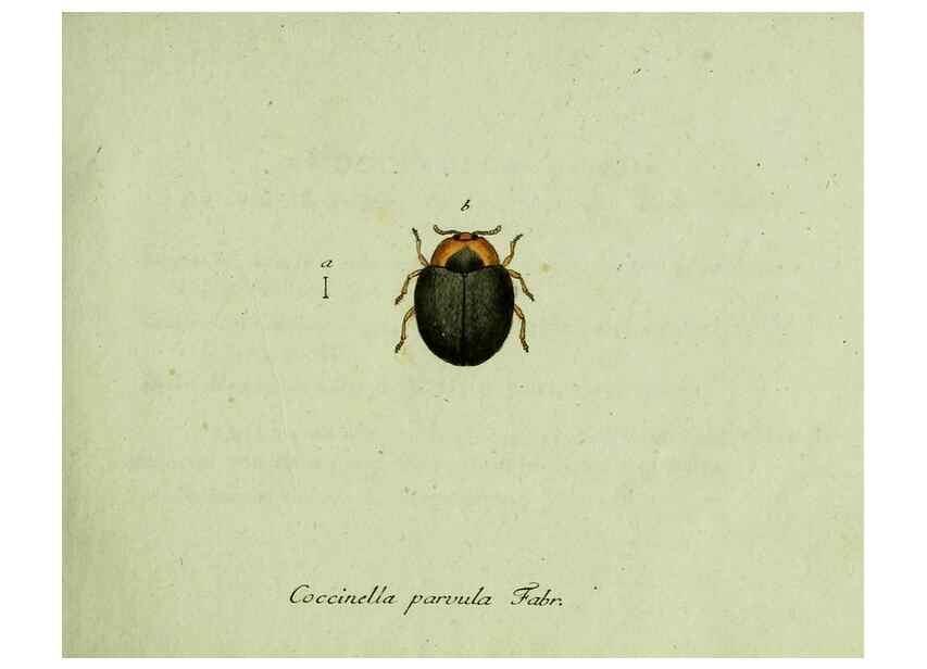 Reproducción/Reproduction 35536539724: Favnae insectorvm Germanicae initia, oder, Deutschlands Insecten /. Nürnberg :In den Felseckerschen Buchhandlung,1796-1813.