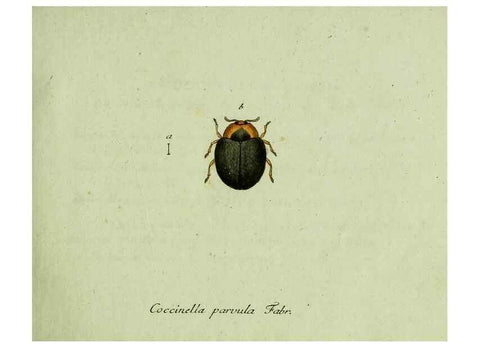 Reproducción/Reproduction 35536539724: Favnae insectorvm Germanicae initia, oder, Deutschlands Insecten /. Nürnberg :In den Felseckerschen Buchhandlung,1796-1813.
