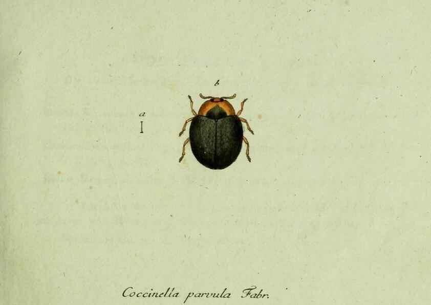Reproducción/Reproduction 35536539724: Favnae insectorvm Germanicae initia, oder, Deutschlands Insecten /. Nürnberg :In den Felseckerschen Buchhandlung,1796-1813.