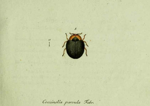 Reproducción/Reproduction 35536539724: Favnae insectorvm Germanicae initia, oder, Deutschlands Insecten /. Nürnberg :In den Felseckerschen Buchhandlung,1796-1813.