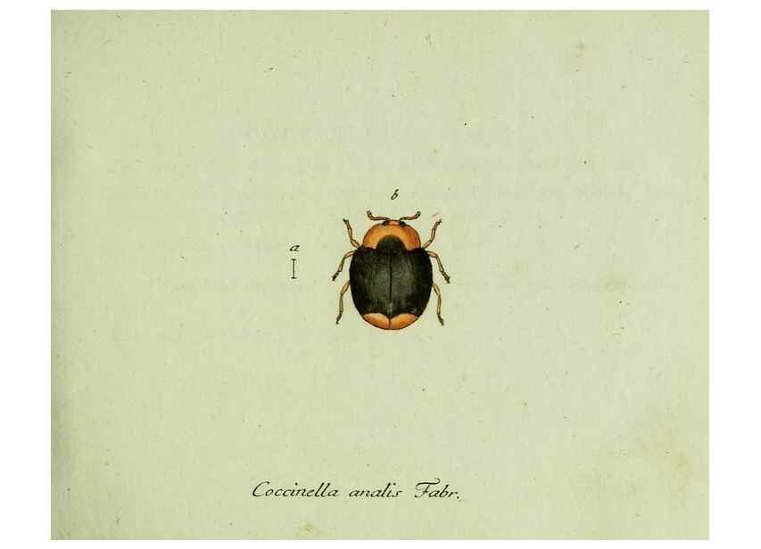 Reproducción/Reproduction 35536542224: Favnae insectorvm Germanicae initia, oder, Deutschlands Insecten /. Nürnberg :In den Felseckerschen Buchhandlung,1796-1813.