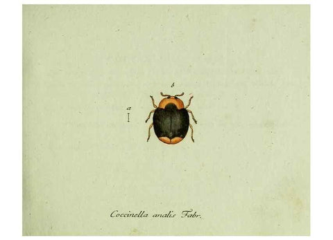 Reproducción/Reproduction 35536542224: Favnae insectorvm Germanicae initia, oder, Deutschlands Insecten /. Nürnberg :In den Felseckerschen Buchhandlung,1796-1813.