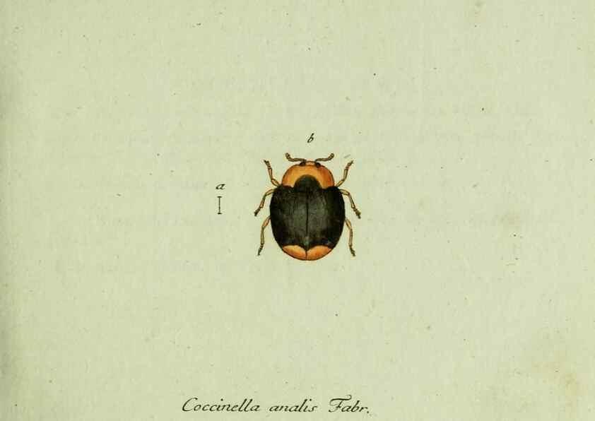 Reproducción/Reproduction 35536542224: Favnae insectorvm Germanicae initia, oder, Deutschlands Insecten /. Nürnberg :In den Felseckerschen Buchhandlung,1796-1813.