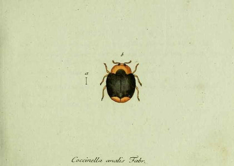 Reproducción/Reproduction 35536542224: Favnae insectorvm Germanicae initia, oder, Deutschlands Insecten /. Nürnberg :In den Felseckerschen Buchhandlung,1796-1813.