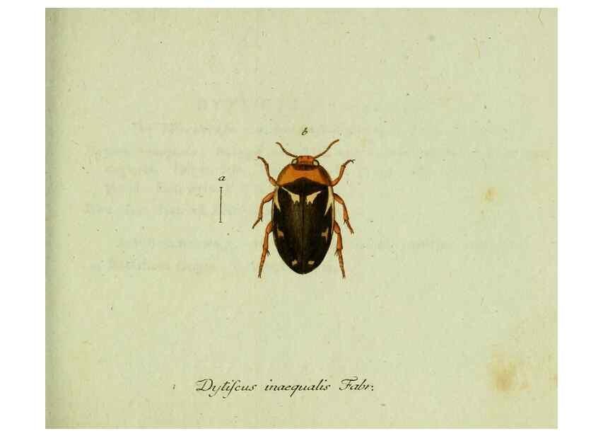 Reproducción/Reproduction 35975564310: Favnae insectorvm Germanicae initia, oder, Deutschlands Insecten /. Nürnberg :In den Felseckerschen Buchhandlung,1796-1813.