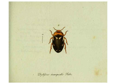Reproducción/Reproduction 35975564310: Favnae insectorvm Germanicae initia, oder, Deutschlands Insecten /. Nürnberg :In den Felseckerschen Buchhandlung,1796-1813.