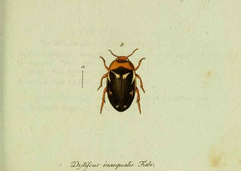 Reproducción/Reproduction 35975564310: Favnae insectorvm Germanicae initia, oder, Deutschlands Insecten /. Nürnberg :In den Felseckerschen Buchhandlung,1796-1813.